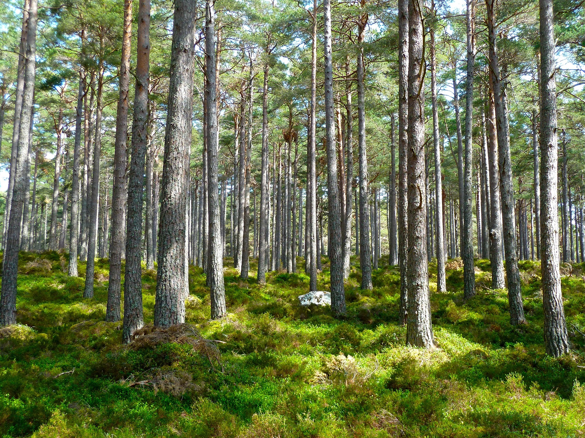 A picture of a woodland with mossy coverred undergrowth.