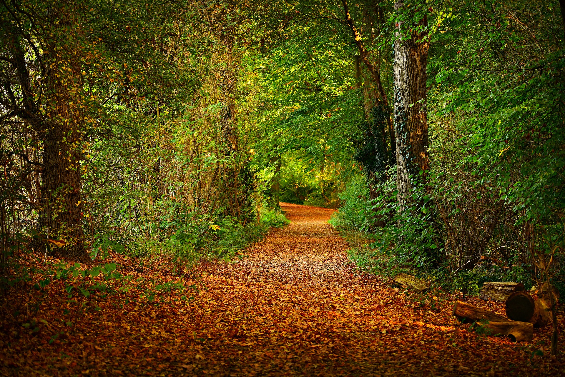 A path through a forest