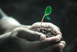 A picture of someone holding a seedling in their hands