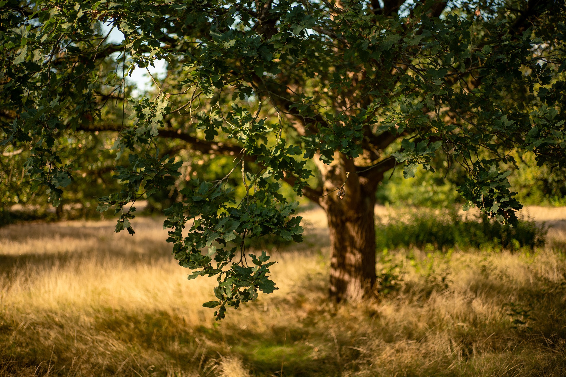 An oak tree in a meadow
